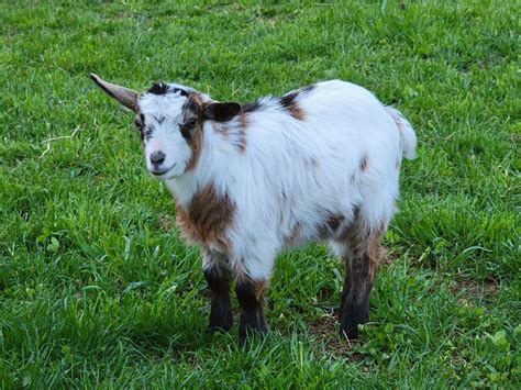 We offer MGR registered <strong>fainting goats</strong>, <strong>miniature</strong> scottish highland cattle, mid <strong>mini</strong> highlands, <strong>mini</strong> highparks, Kune Kune Pigs, chickens and much more!! Great Pyrenees will also be offered <strong>for sale</strong> at certain times in the year all being registered with the AKC. . Miniature fainting goats for sale near me